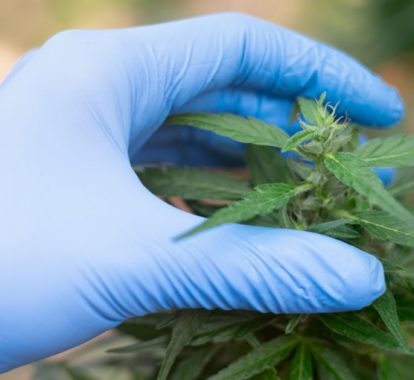 Texas’ new medical marijuana rules may create haziness for employer drug testing programs - Texas MedClinic