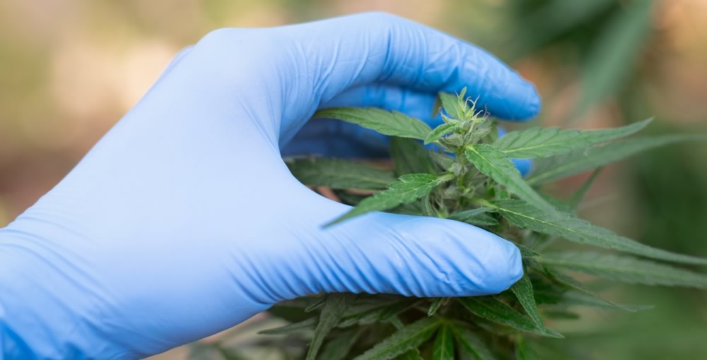 Texas’ new medical marijuana rules may create haziness for employer drug testing programs - Texas MedClinic Urgent Care